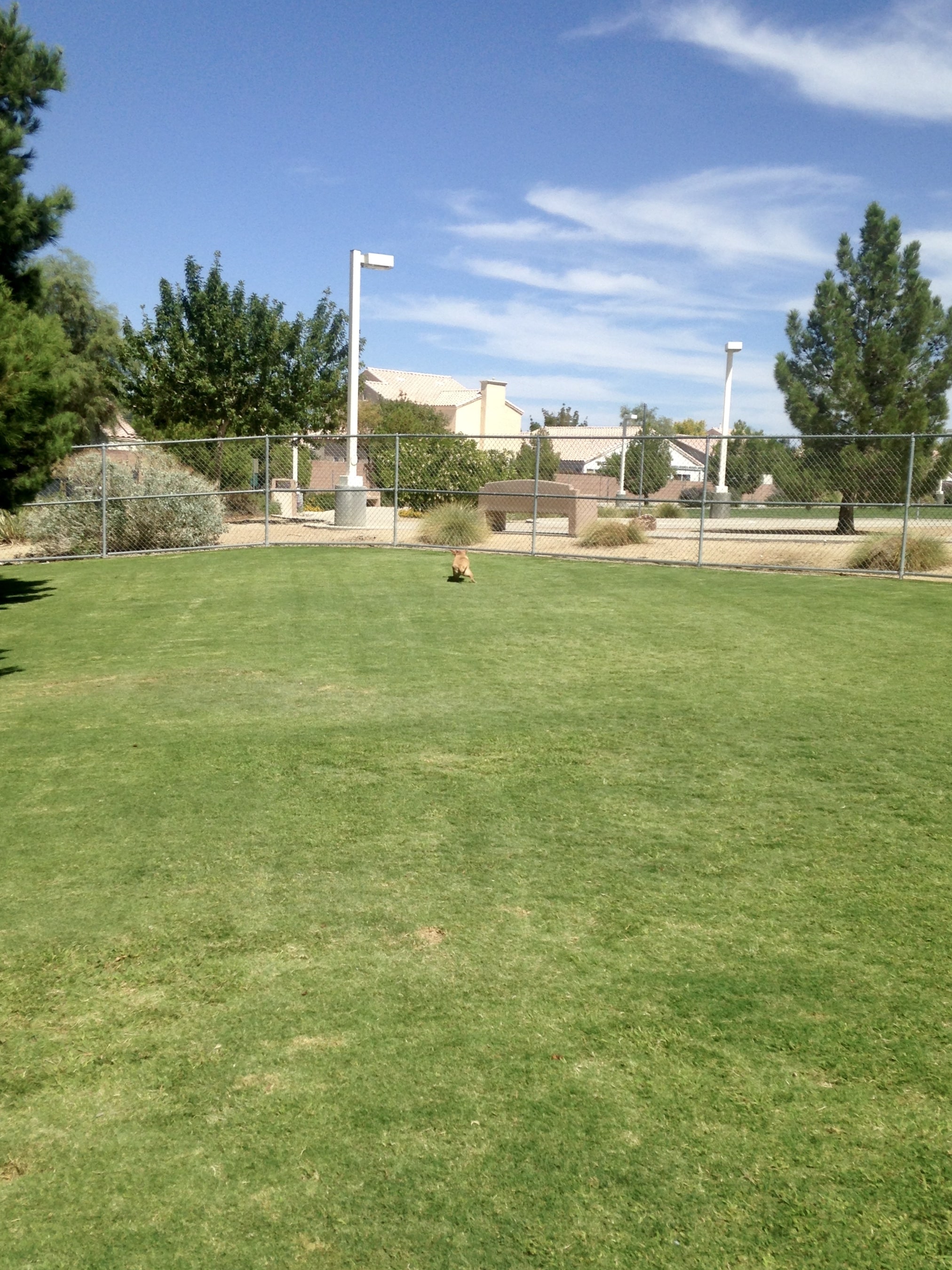 The Best Dog Parks in Henderson NV (Top 5) The Thomas Group The