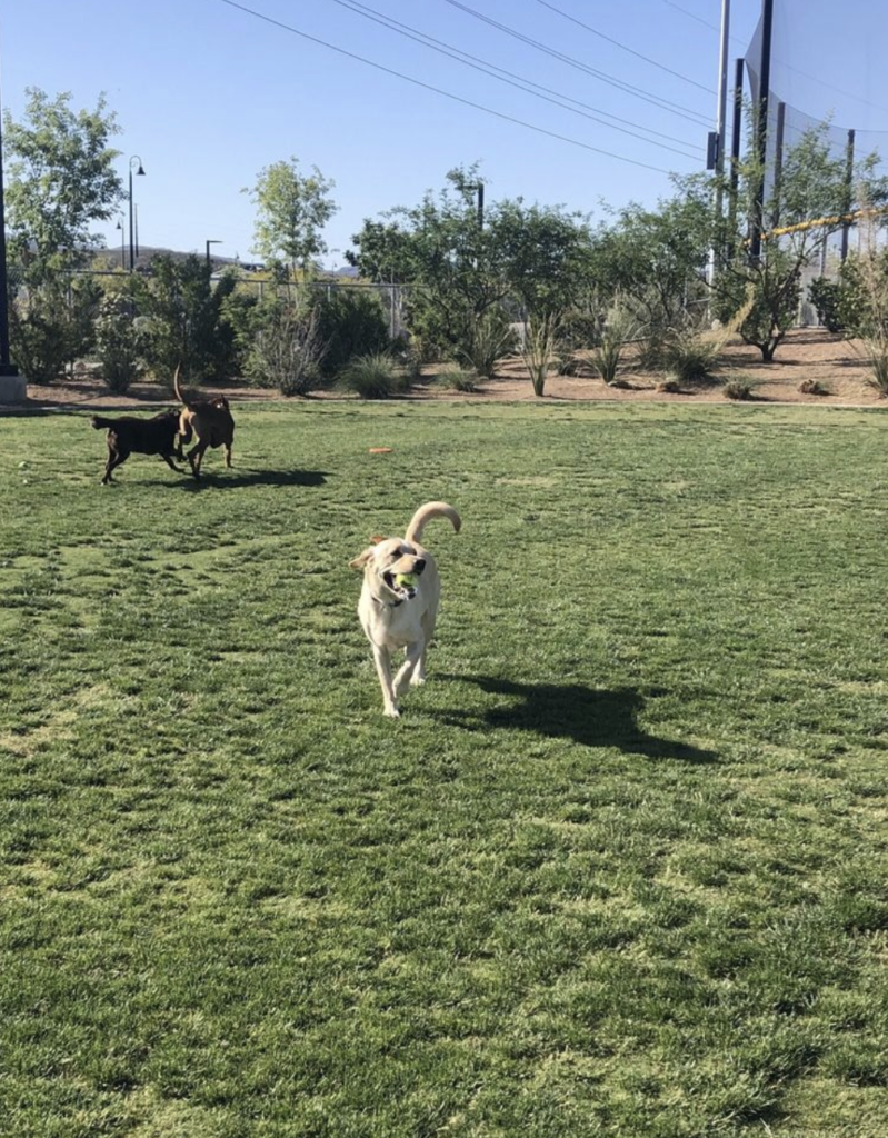 The Best Dog Parks in Henderson NV (Top 5) The Thomas Group The
