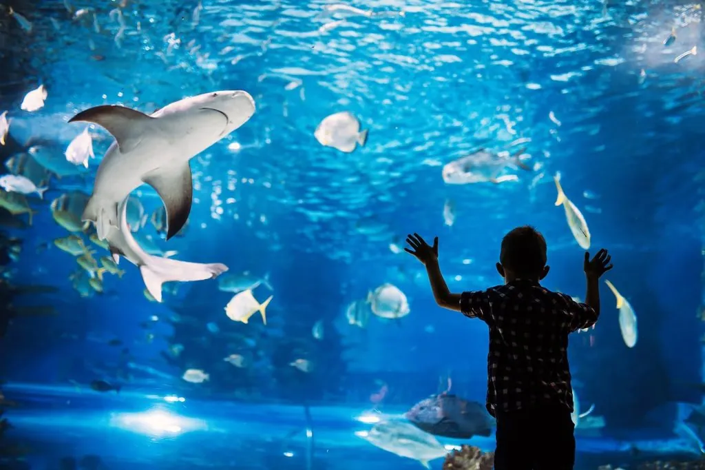 Moving to Las Vegas with kids - Shark Reef Aquarium