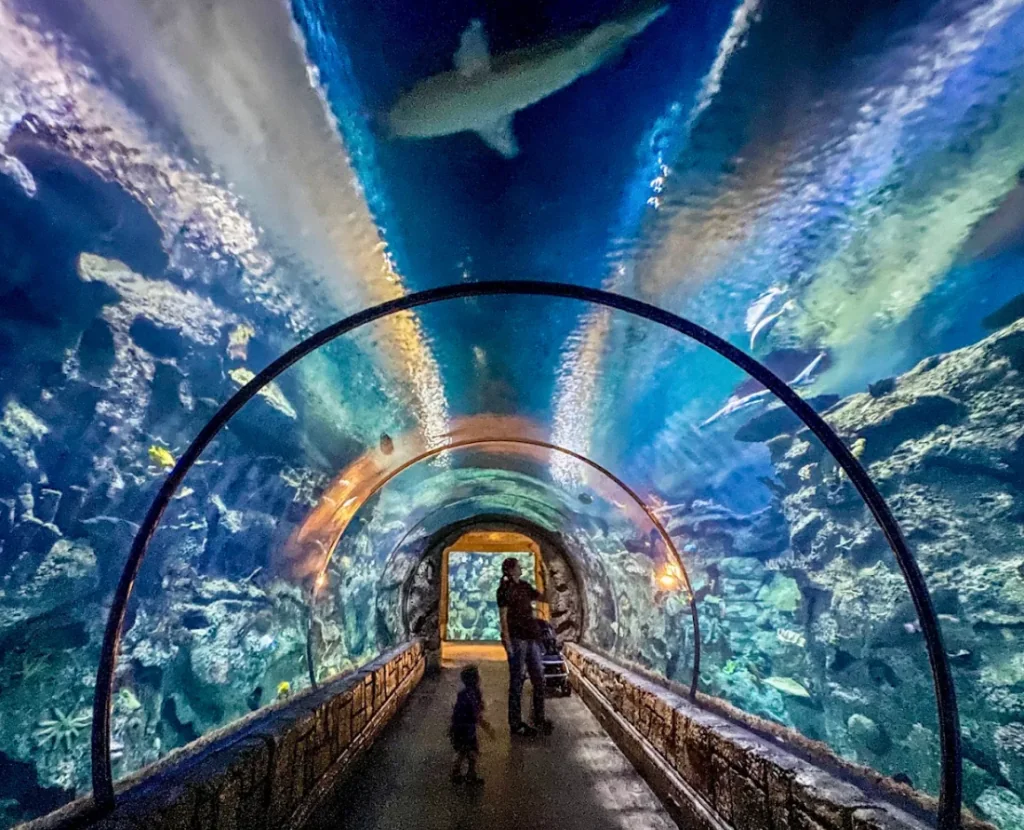 How to Beat the Heat in Las Vegas [Local Guide]